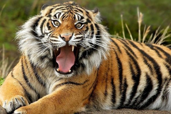 老虎眼中的人类可怕吗