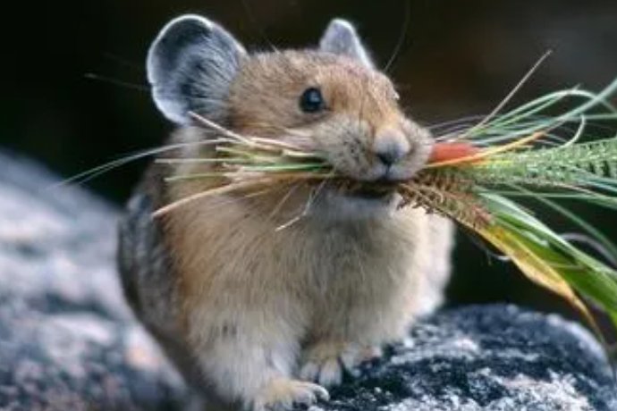 短小精干的动物打一生肖