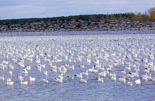 纷沓而来怎么读