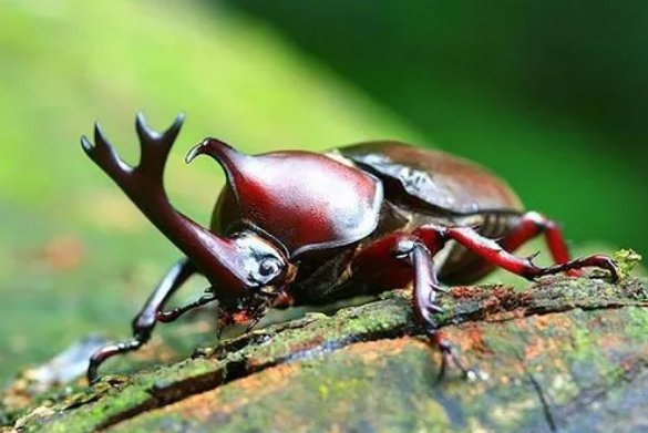 6只脚的动物有哪些