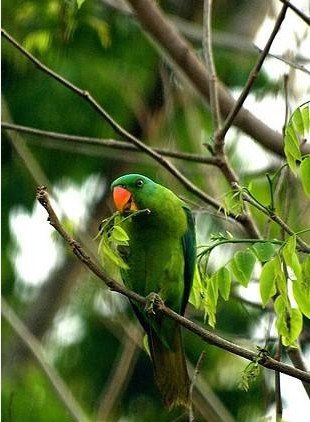 巨嘴鹦鹉的地理分布