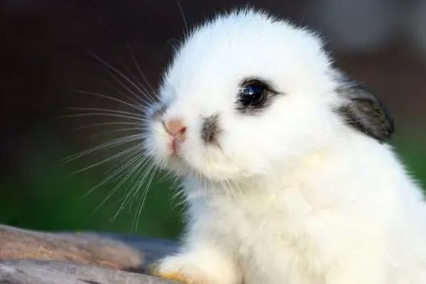 粉面含春动物龙吗