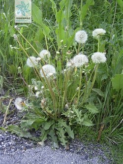 芥叶蒲公英的形态特征
