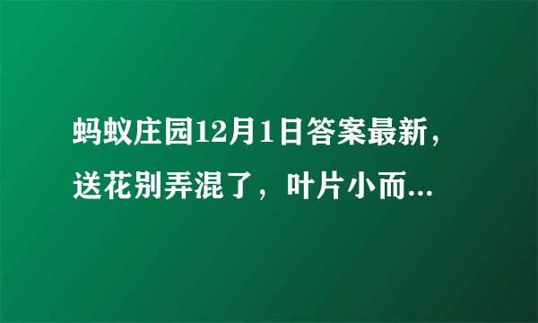 蚂蚁庄园12月1日答案最新，送花别弄混了，叶片小而密集的是玫瑰还是月季？