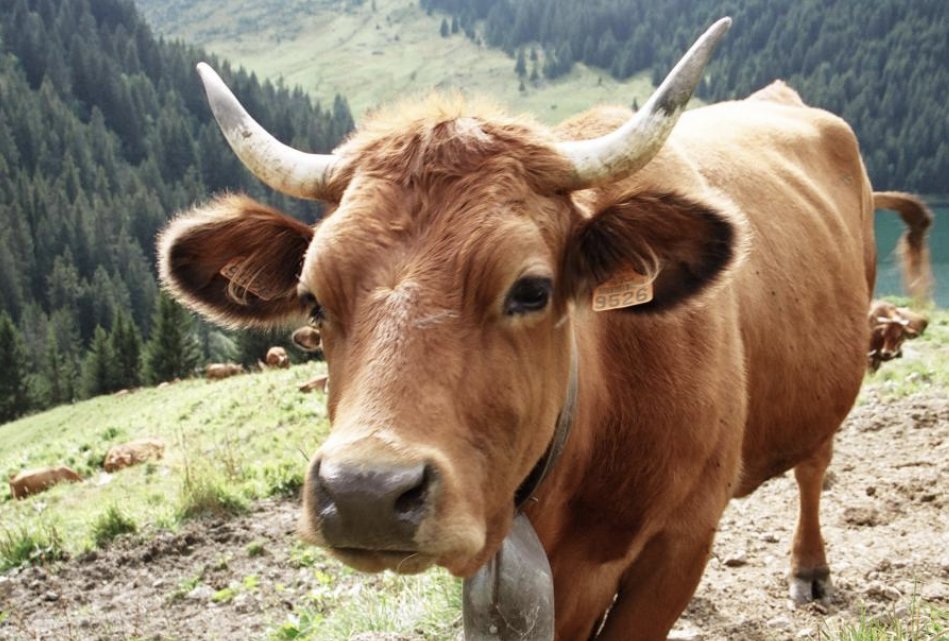 节俭力行的意思是什么生肖