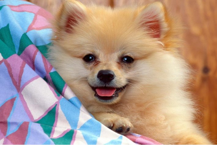 年老色衰猜生肖