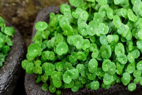 关于大自然的指南针有哪些