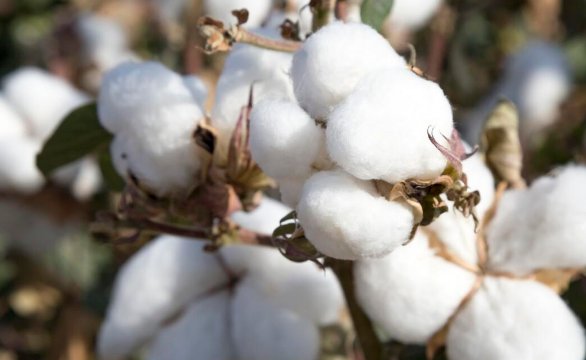 全球棉花价格因高温上涨30%,对纺织业有哪些影响?