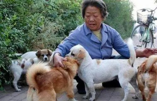 流浪狗会认识经常喂养它的人吗?为什么呢?