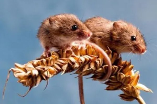 欺世惑俗指什么生肖和动物