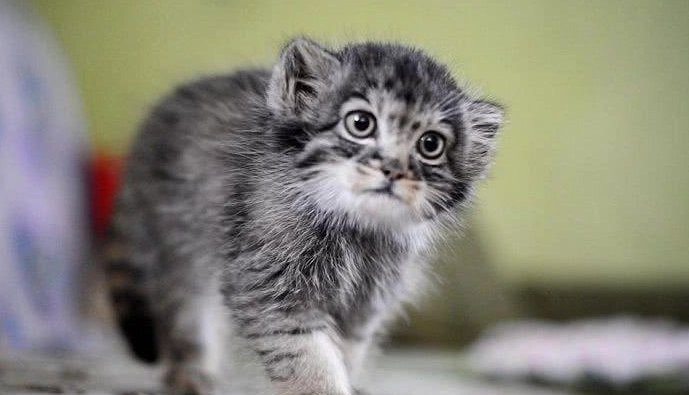 网红兔狲“狲思邈”是我国唯一圈养雄性兔狲，兔狲为何越来越少？