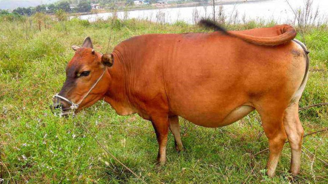 大地之子指的是什么动物