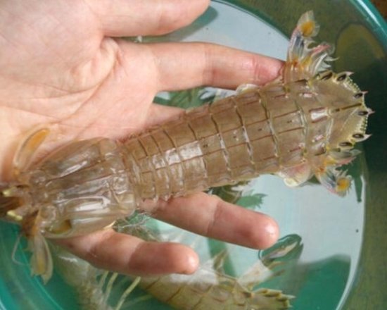 海洋中的虾都有哪几个品种