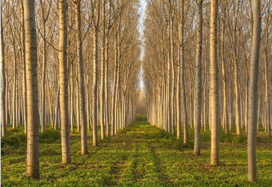 白杨和胡杨哪个是同一种植物？