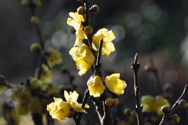 腊梅的腊是什么意思 蚂蚁庄园