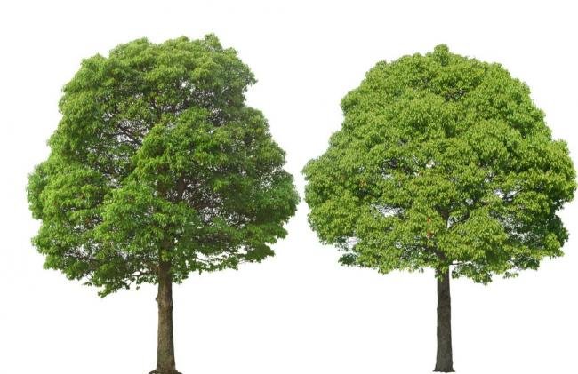 香樟树的影子的人物名片