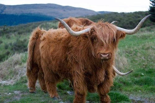 强者反己猜一个生肖