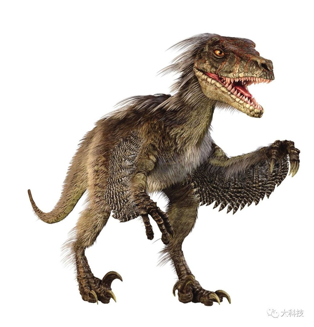 鸟类与恐龙的共同祖先是什么？