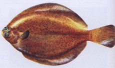 鳎犸是什么动物？最好能有照片，谢谢