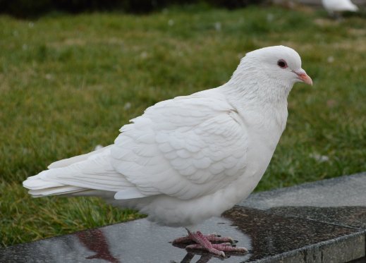 唐山春兴国际赛鸽公棚的规程是怎样的？