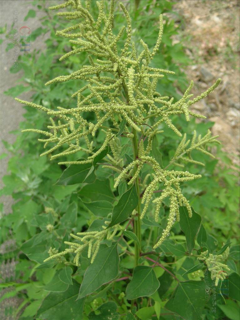 尖头叶藜的主要变种