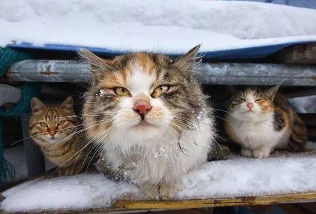 北京一小区跳蚤泛滥，居民苦不堪言，跳蚤究竟是从何而来的？