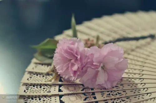 凌晨四点钟,看到海棠花未眠下一句