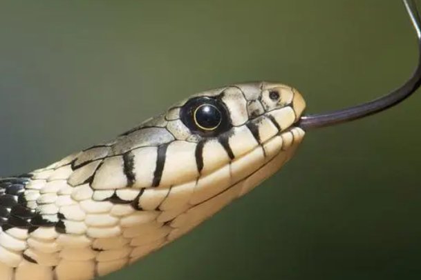 祖宗成法打一生肖