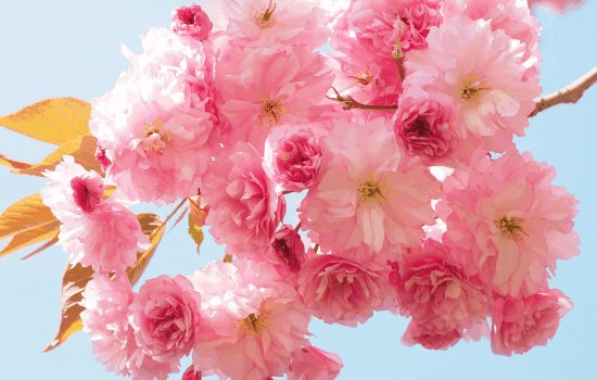 樱花盛开在几月