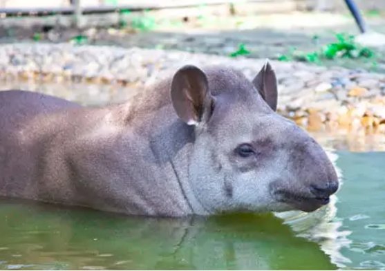 貘的发音怎么拼？