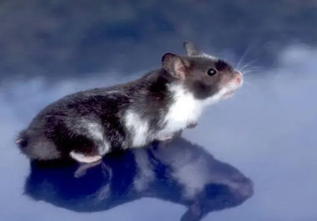 水满则溢打一生肖动物