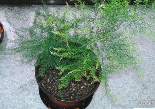 文竹有几种品种？