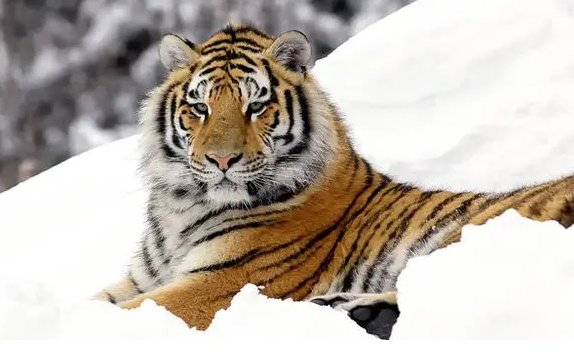 笑里藏刀是哪个动物