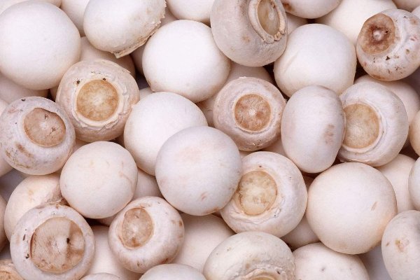 口蘑中的口字,源于