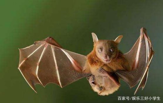 家里为什么会进蝙蝠？