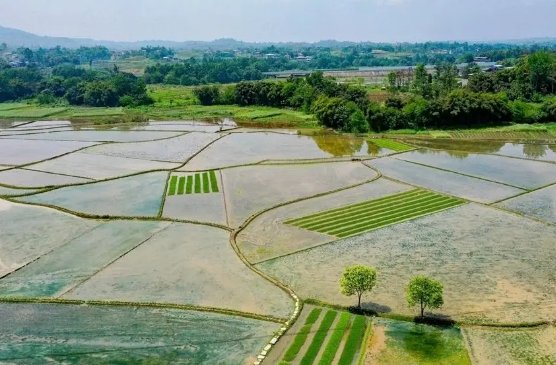 水田淹水期不适用哪种氮肥
