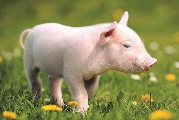 小康人家的动物打一生肖