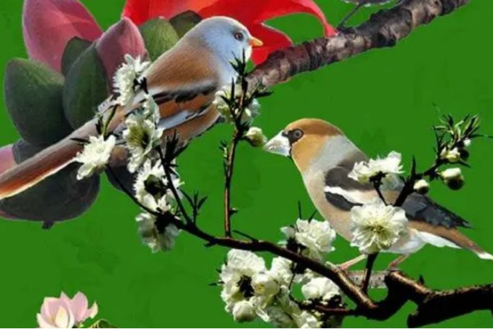 花香鸟语拼音意思