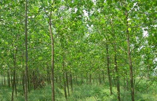 杨树的简介是什么？