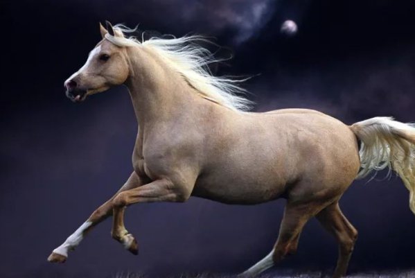 攀高枝儿解一生肖