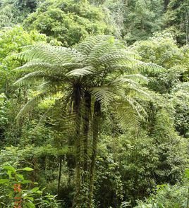 粗齿桫椤的形态特征