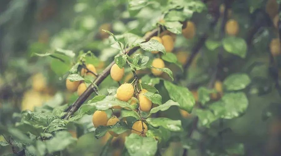黄梅时节家家雨是什么节气