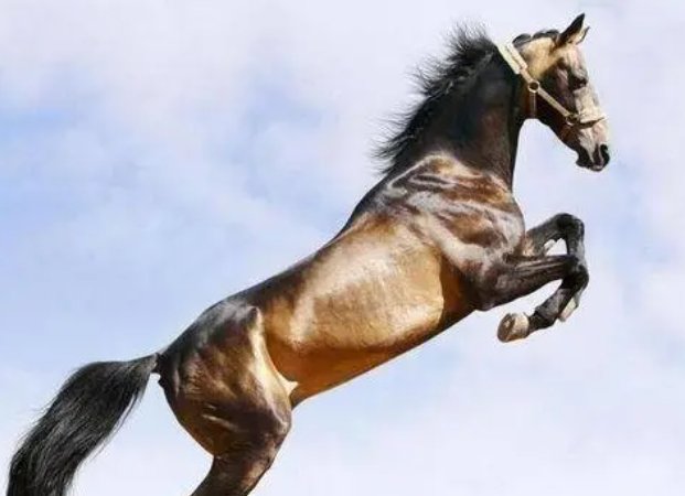 白费心机打一生肖动物