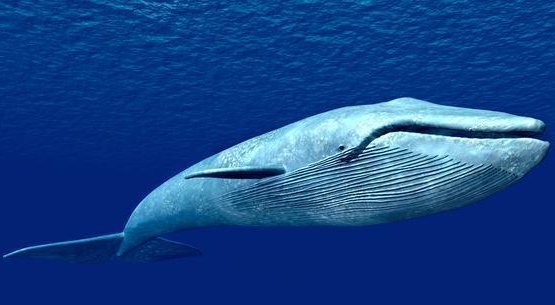 一头蓝鲸大约重多少吨?