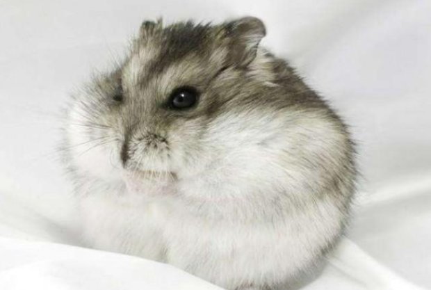 熟门熟路打一生肖