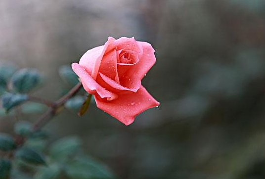 一朵（）比喻句