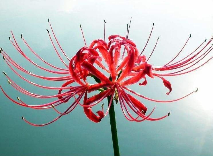 彼岸花开开彼岸的下一句是什么？？