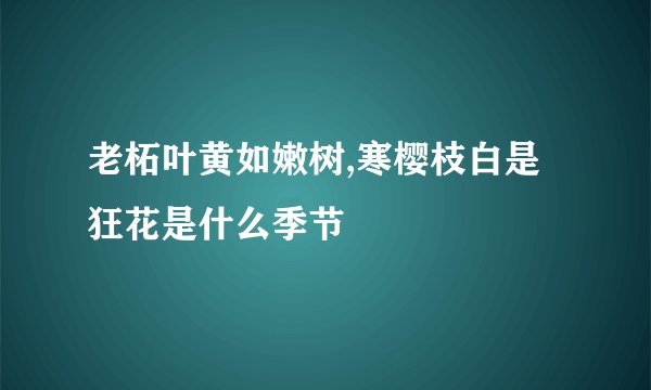 老柘叶黄如嫩树,寒樱枝白是狂花是什么季节