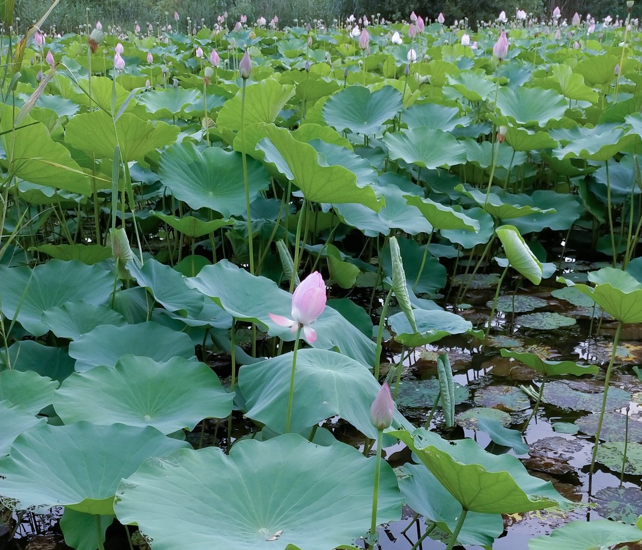 心有不干为什么？