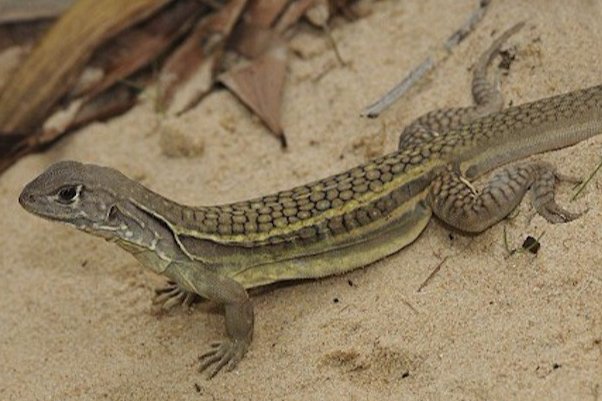 蝙蝠最怕什么动物